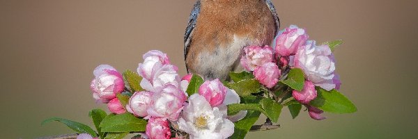 Błękitnik rudogardły, Kwiaty, Gałąź, Ptak