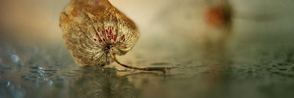 Miechunka rozdęta, Roślina, Sucha, Odbicie, Krople