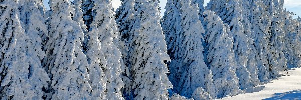 Śnieg, Jodły, Drzewa, Zima