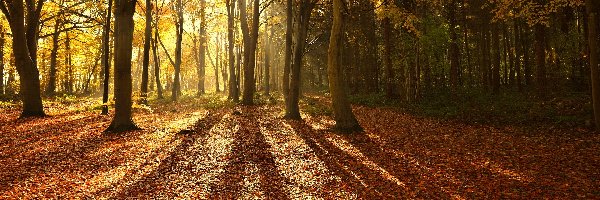 Promienie Słońca, North Norfolk, Las Bacton Woods, Hrabstwo Norfolk, Anglia, Las, Jesień
