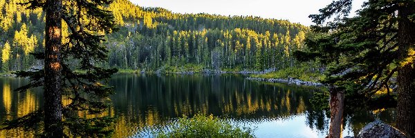 Las, Jezioro Mason, Drzewa, Odbicie, Stan Waszyngton, Stany Zjednoczone