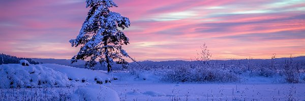 Drzewo, Gmina Arvika, Zima, Region Värmland, Szwecja, Ośnieżone, Wschód słońca