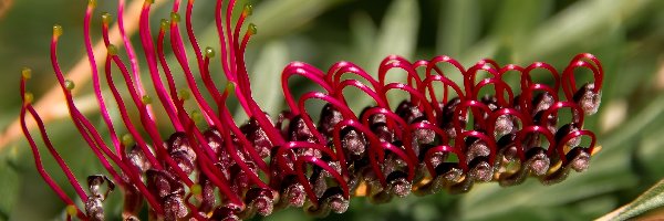 Kwiat australijski, Grevillea