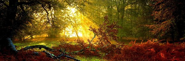Las, Słońca, Promienie, Jesienny