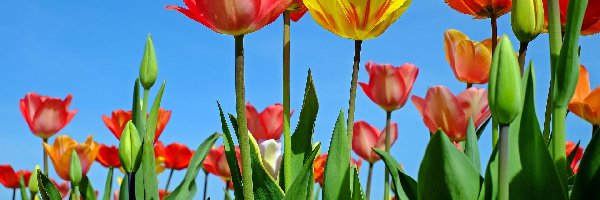 Tulipany, Żółty, Czerwone