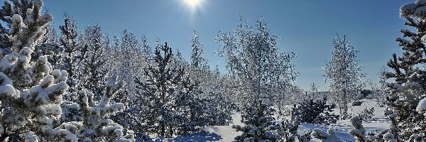 Ośnieżone, Słońce, Drzewa, Zima