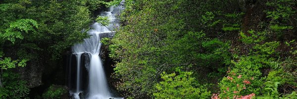 Japonia, Wodospad Ryuzu Falls, Kaskady, Drzewa, Las, Park Narodowy Nikko, Wyspa Honsiu