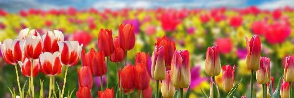 Kolorowe, Pole, Kwiaty, Tulipany
