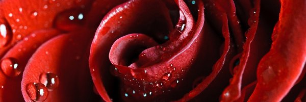 Róża, Wody, Krople, Czerwona