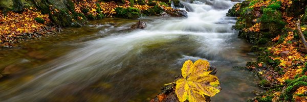 Rzeka, Liście, Kamienie, Jesień