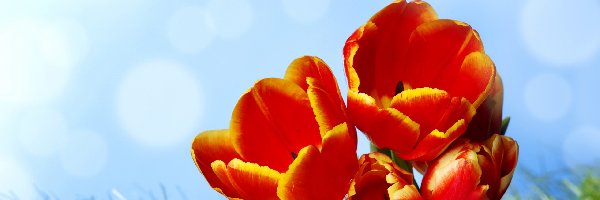 Tulipany, Kwiaty, Pisanki