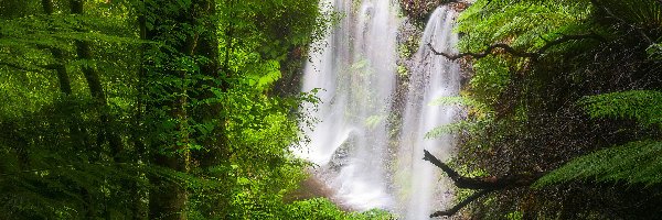 Las, Park Narodowy Mount Field, Wodospad Russell Falls, Drzewa, Tasmania, Australia