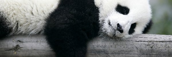 Panda, Miś, Śpiący