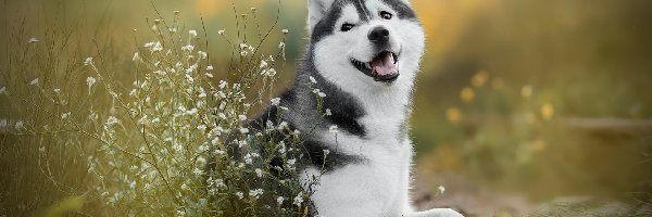 Siberian husky, Kwiatki, Białe, Pies