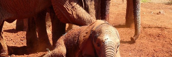 Słoniątko, Słonie