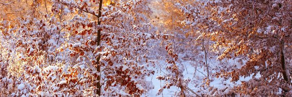 Drzewa, Śnieg, Liście, Zima