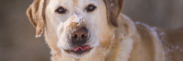 Śnieg, Labrador retriever