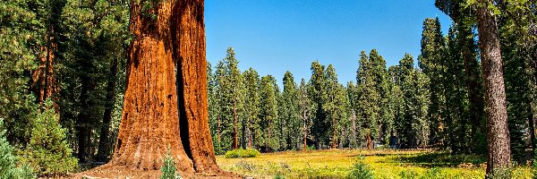Stany Zjednoczone, Sekwoje, Park Narodowy Sequoia Kings, Polana, Las