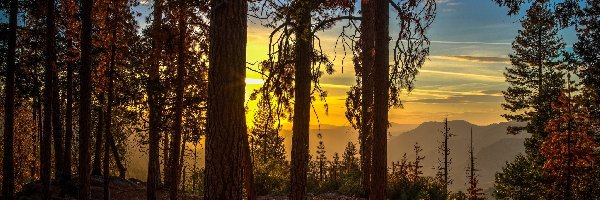 Góry, Park Narodowy Yosemite, Drzewa, Stan Kalifornia, Stany Zjednoczone, Wschód słońca, Las