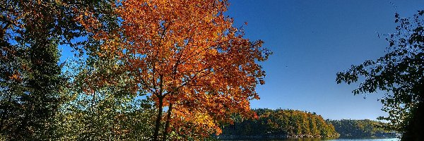 Liście, Kolorowe, Drzewa, Jesień, Lasy, Jezioro