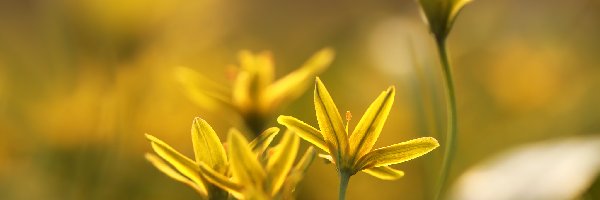 Kwiaty, Złoć Żółta