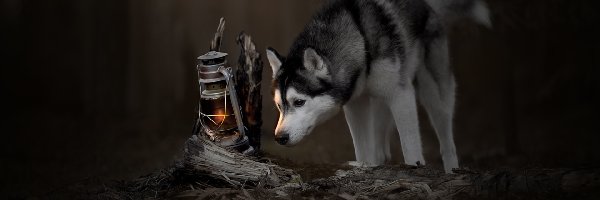 Lampa naftowa, Siberian husky, Pies