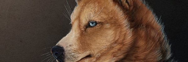 Pies, Oczy, Niebieskie