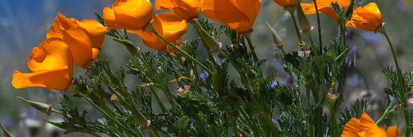 Kwiaty, Maczek kalifornijski, Pozłotka kalifornijska, Pomarańczowe