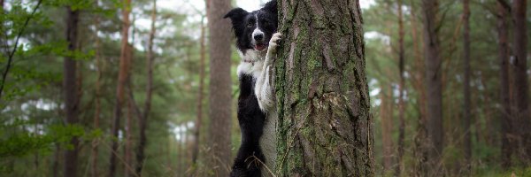 Pies, Drzewa, Border collie, Las