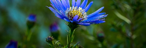 Aster, Kwiat, Niebieski