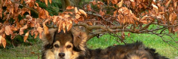Drzewo, Jesień, Pies