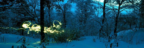 Drzewa, Noc, Światełko, Zima