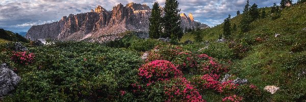 Różaneczniki, Dolomity, Włochy, Drzewa, Góry, Dolina Van Gardena