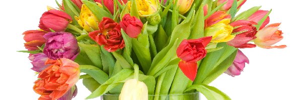 Tulipanów, Pięknych, Wazon