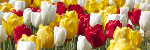 Kolorowe, Białe, Tulipany, Żółte, Czerwone
