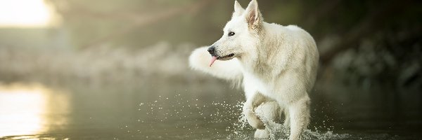 Woda, Biały owczarek szwajcarski, Pies