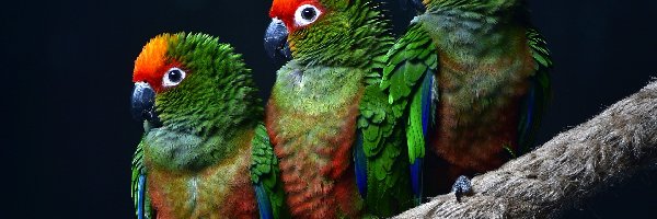 Gałąź, Papugi