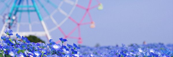 Kwiaty, Karuzela, Porcelanka błękitna, Niebieskie