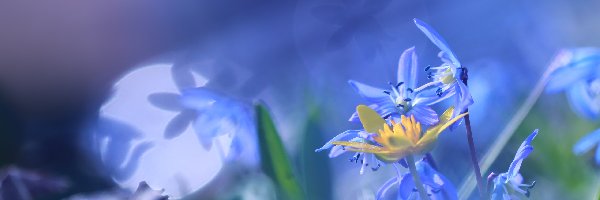Kwiaty, Bliki, Cebulica Syberyjska, Niebieskie