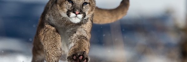 Śnieg, Puma, Biegnąca