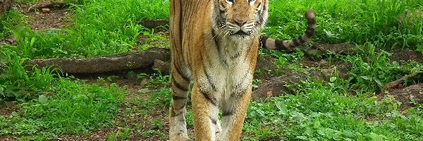 Trawa, Bengalski, Tygrys
