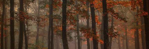 Mgła, Drzewa, Las liściasty, Jesień