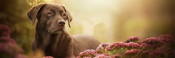 Labrador retriever, Kwiaty, Mordka, Pies