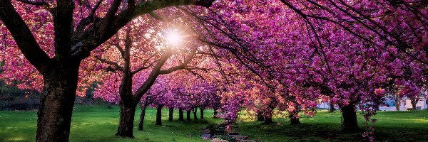 Wiosna, Promienie słońca, Drzewa, Park