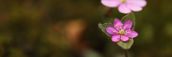 Kwiat, Przylaszczka, Różowa