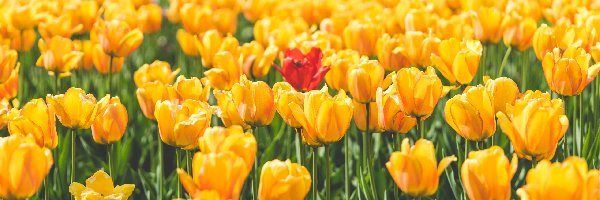 Tulipany, Czerwony, Żółte, Kwiaty