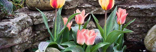 Kamienie, Ogród, Tulipany