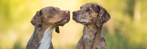 Catahoula leopard dog, Psy, Dwa