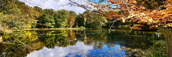 Liście, Drzewa, Opadłe, Jesień, Staw, Park