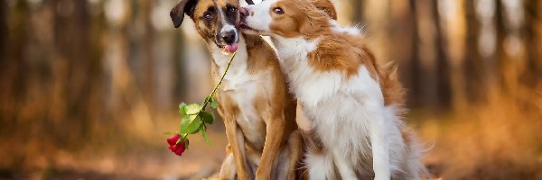 Róża, Nierasowy, Border collie, Rozmyte tło, Psy, Dwa